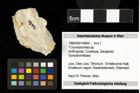 Foto (Objekt + Etiketten) von ? Goniodromites sp. 